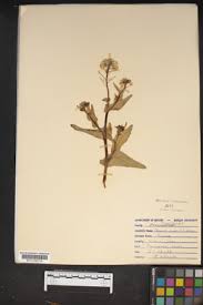 Attēlu rezultāti vaicājumam “Sinapis alba leaf”