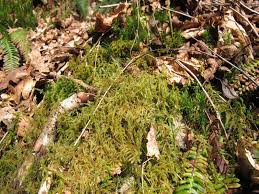 Attēlu rezultāti vaicājumam “Rhytidiadelphus subpinnatus”