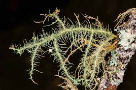 Attēlu rezultāti vaicājumam “Usnea hirta”