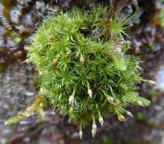 Attēlu rezultāti vaicājumam “Orthotrichum anomalum sporophyte”