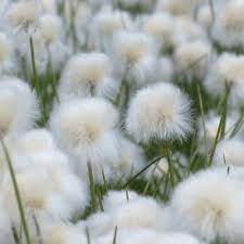 Attēlu rezultāti vaicājumam “Eriophorum angustifolium flower”