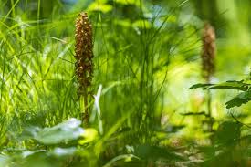 Attēlu rezultāti vaicājumam “Neottia nidus-avis bud”