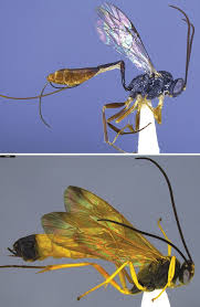 Attēlu rezultāti vaicājumam “Gynaephora selenitica larva”