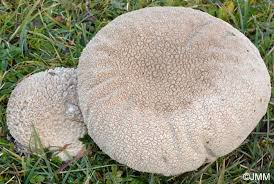 Attēlu rezultāti vaicājumam “Calvatia utriformis”