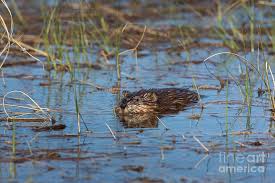 Attēlu rezultāti vaicājumam “Ondatra zibethicus”