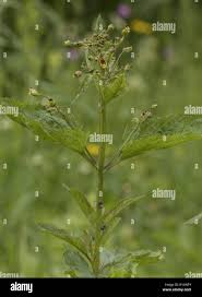 Attēlu rezultāti vaicājumam “Scrophularia nodosa”