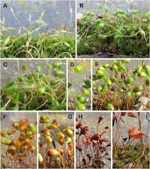 Attēlu rezultāti vaicājumam “Funaria hygrometrica sporophyte”