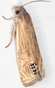 Attēlu rezultāti vaicājumam “Eucosma aspidiscana”