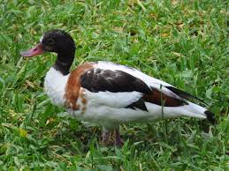 Attēlu rezultāti vaicājumam “Tadorna tadorna”