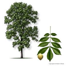 Attēlu rezultāti vaicājumam “Carya cordiformis”