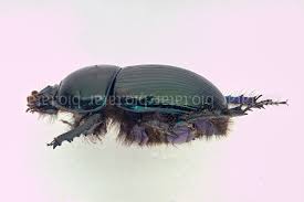 Attēlu rezultāti vaicājumam “Geotrupes stercorarius”