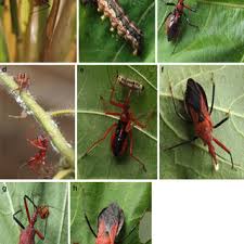 Attēlu rezultāti vaicājumam “Rhynocoris annulatus nymph”
