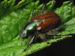 Attēlu rezultāti vaicājumam “Phyllopertha horticola imago”