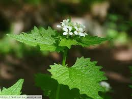 Attēlu rezultāti vaicājumam “Alliaria petiolata”