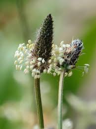 Attēlu rezultāti vaicājumam “Plantago lanceolata”