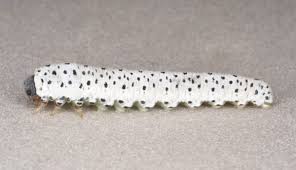 Attēlu rezultāti vaicājumam “Tenthredo scrophulariae”