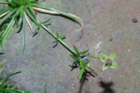 Attēlu rezultāti vaicājumam “Sagina procumbens leaf”