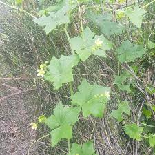 Attēlu rezultāti vaicājumam “Bryonia alba bud”