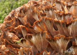 Image result for Podoscypha multizonata