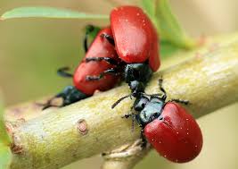 Attēlu rezultāti vaicājumam “Chrysomela populi”