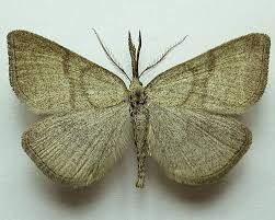 Attēlu rezultāti vaicājumam “Polypogon tentacularius”