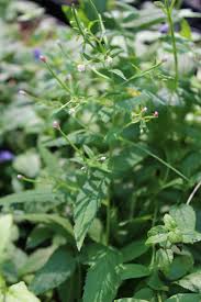 Attēlu rezultāti vaicājumam “Epilobium roseum leaf”