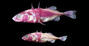 Attēlu rezultāti vaicājumam “Gasterosteus aculeatus”