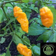 Afbeeldingsresultaat voor yellow fratali hot pepper