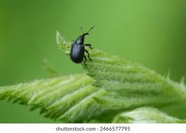 Attēlu rezultāti vaicājumam “Magdalis sp.”