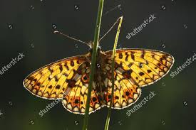 Attēlu rezultāti vaicājumam “Clossiana selene”