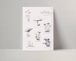 Attēlu rezultāti vaicājumam “Heyderia pusilla”