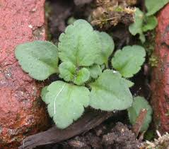 Attēlu rezultāti vaicājumam “Veronica arvensis leaf”