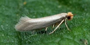 Attēlu rezultāti vaicājumam “Argyresthiidae”