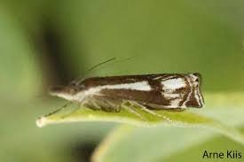 Attēlu rezultāti vaicājumam “Crambus heringiellus”