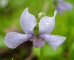 Attēlu rezultāti vaicājumam “Viola palustris”