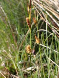 Attēlu rezultāti vaicājumam “Carex lepidocarpa leaf”