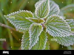 Attēlu rezultāti vaicājumam “Urtica urens leaf”