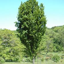 Attēlu rezultāti vaicājumam “Fagus sylvatica”