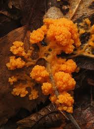 Attēlu rezultāti vaicājumam “Fuligo luteonitens macro”