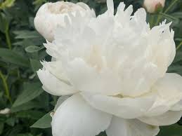 Attēlu rezultāti vaicājumam “Paeonia lactiflora flower”