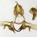 Attēlu rezultāti vaicājumam “Eana argentana”