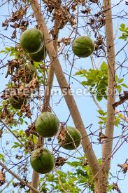 Attēlu rezultāti vaicājumam “Cynosurus cristatus fruit”