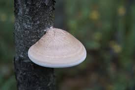 Attēlu rezultāti vaicājumam “Piptoporus betulinus”