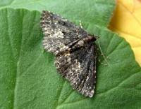 Attēlu rezultāti vaicājumam “Parascotia fuliginaria”