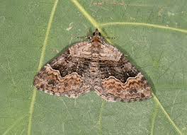 Attēlu rezultāti vaicājumam “Xanthorhoe quadrifasiata”