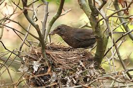 Attēlu rezultāti vaicājumam “Turdus merula nest”