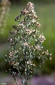 Attēlu rezultāti vaicājumam “Erigeron canadensis”