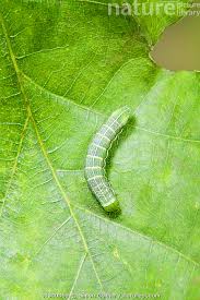 Attēlu rezultāti vaicājumam “Orthosia incerta”