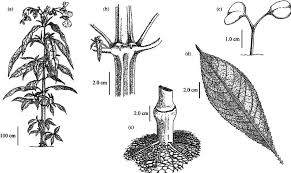 Attēlu rezultāti vaicājumam “Impatiens glandulifera leaf”