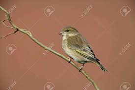 Attēlu rezultāti vaicājumam “Chloris chloris female”